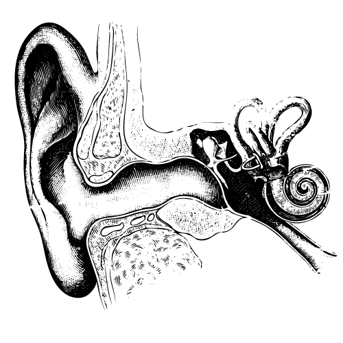 Neuro-otological Screening-Taevas-EquiCCG